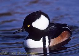 Image result for Immature Male Hooded Merganser