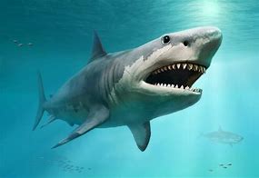 Image result for Megalodon Shark