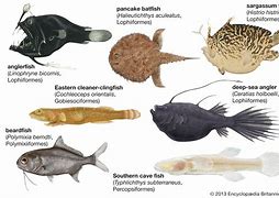 Image result for Scopelomorpha