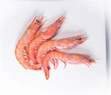 Image result for Royal Red Shrimp