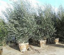 Image result for Olive Tree Marzilla