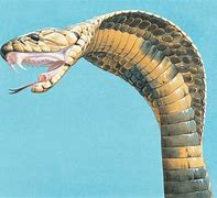 Image result for Cobra Snake Fangs