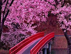 Image result for cherry blossom wallpaper