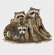 Image result for Raccoon Kits