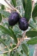 Image result for Olive Tree Aerial View