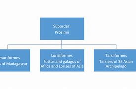 Image result for Primate Classification Chart