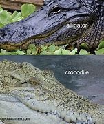 Image result for Croc vs Alligator Snout