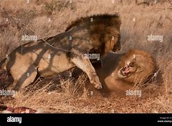 Image result for Lions Fighting Other Animals