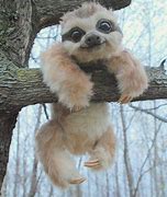 Image result for Baby Sloth Screaming