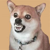 Image result for Funny Angry Dog Face