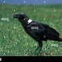 Image result for Ative American Raven