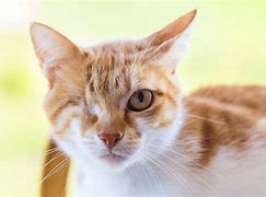 Image result for Cat Eye Problems