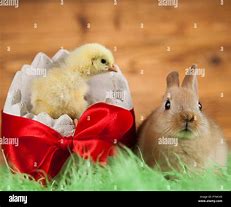 Image result for Easter Bunny Chicken