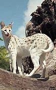 Image result for Serval Cat Full-Grown