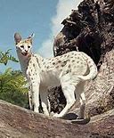 Image result for Black Serval Cat