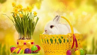 Image result for Pictures of Cute Easter Bunnies