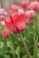 Image result for Springtime Tulips