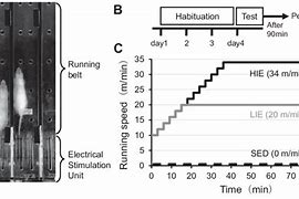 Image result for Rat Treadmill