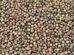 Image result for Ethiopian Castor Seeds