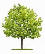 Image result for Rustic White Oak Background