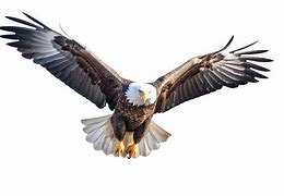 Image result for Bald Eagle Flying Head above Wings