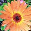 Image result for Gerbera Daisy Flower