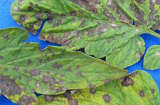 Image result for Septoria Leaf Spot