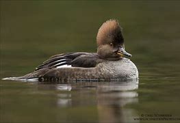 Image result for Hen Hooded Merganser