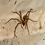 Image result for Mojave Desert Spiders