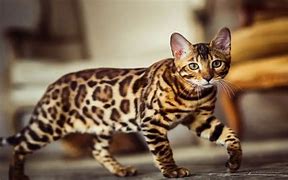 Image result for Half Bengal Cat