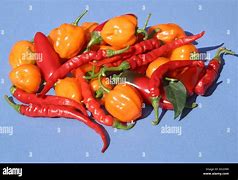 Image result for Pepe Chilli Nigerian