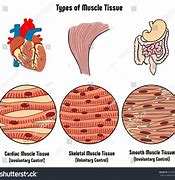 Image result for Muscle Organ