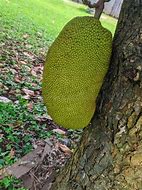 Image result for Sycamore Plant