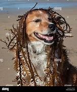 Image result for Dog Brainrot Funny