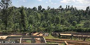 Image result for Kenya Coffee Farm