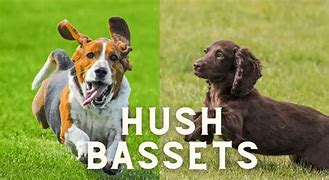 Image result for Basset Hound with English Cocker Spaniels