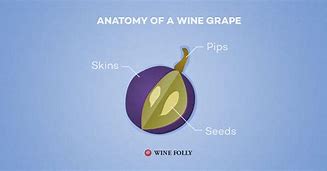 Image result for Grape Anatomy