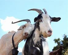 Image result for Sick Goat Funny