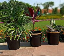 Image result for Outdoor Boxit Plant