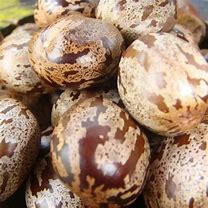 Image result for Gambar Buah GETAH