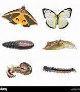 Image result for Bird Seed Moth Life Cycle