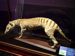 Image result for Thylacine London Zoo