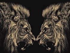 Image result for Lion HD Wallpaper in PC Desk