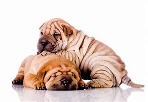 Image result for Shar Pei Adult