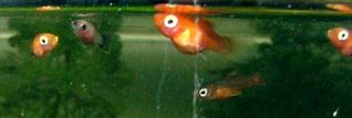 Image result for Baby Platy