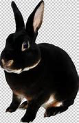 Image result for Siamese Rex Rabbit