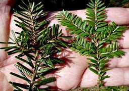 Image result for Hemlock Tree Needles