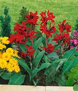 Image result for Red Leaf Canna Lily