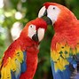 Image result for Birds for Kids