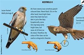 Image result for Kestrel